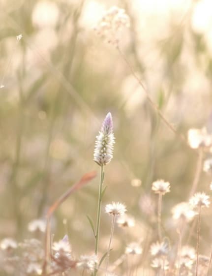 Wildflowers in a sunlit field, representing the gradual, non-linear stages of growth in integrative trauma therapy and healing retreats.